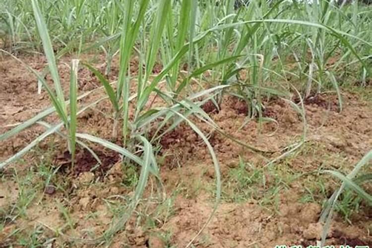 甘蔗施什么肥最好