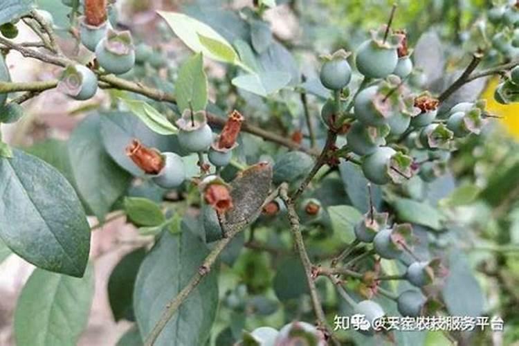 腐殖酸的性质与用途