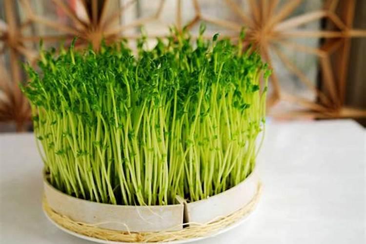 碗豆苗用什么肥料好