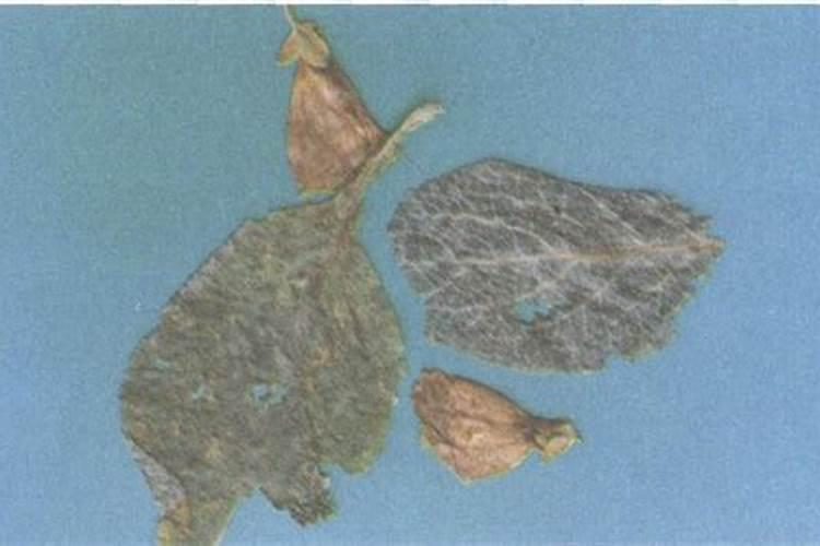 地黄种植产量很关键,怎么才能提高地黄种植产量？