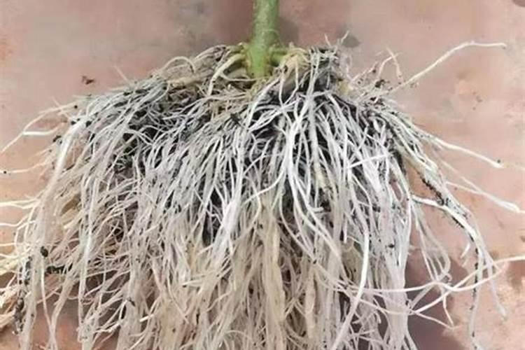 什么肥料能促长植物的根