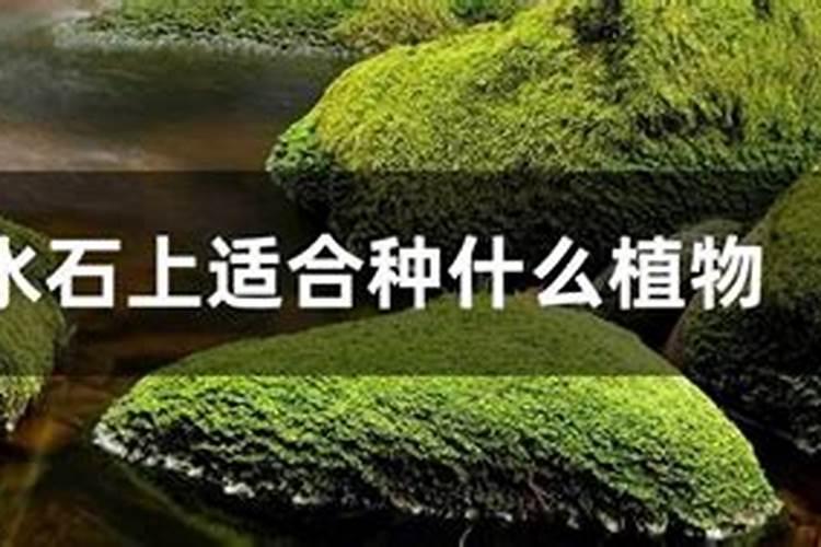 上水石怎么养长的快 上水石如何养长的快