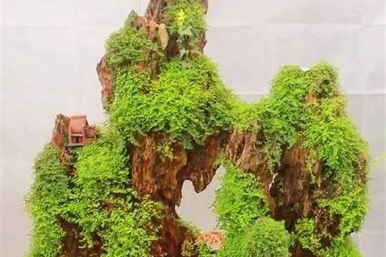 上水石上适合种什么植物
