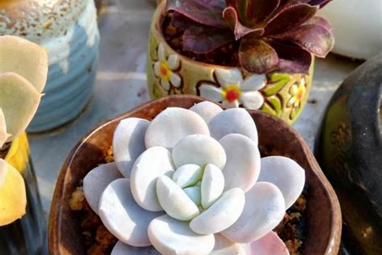 兰陵王除了兰花还能浇什么花