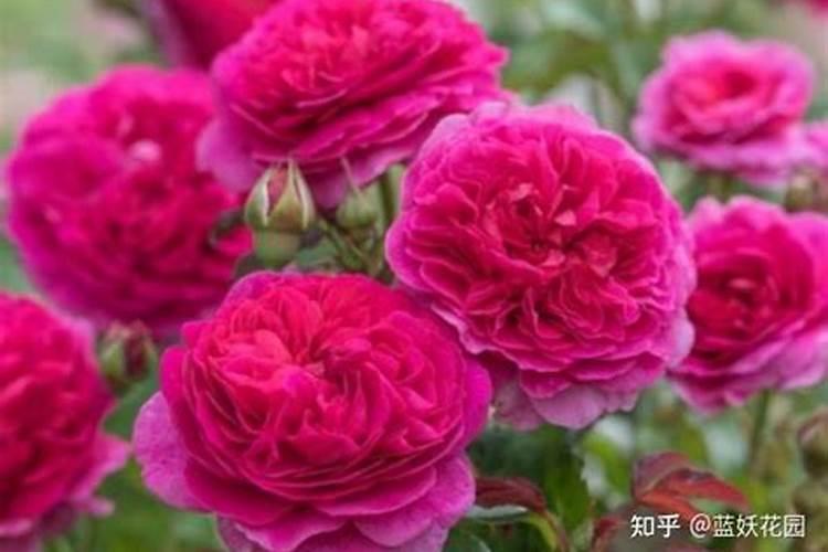 月季花叶子枯萎原因,月季花叶子枯萎了怎么办？