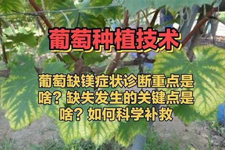 葡萄缺镁就不“美”了,钾肥太多易缺镁,这些补充方式可参考