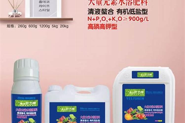 乒乓菊的盆栽养殖方法