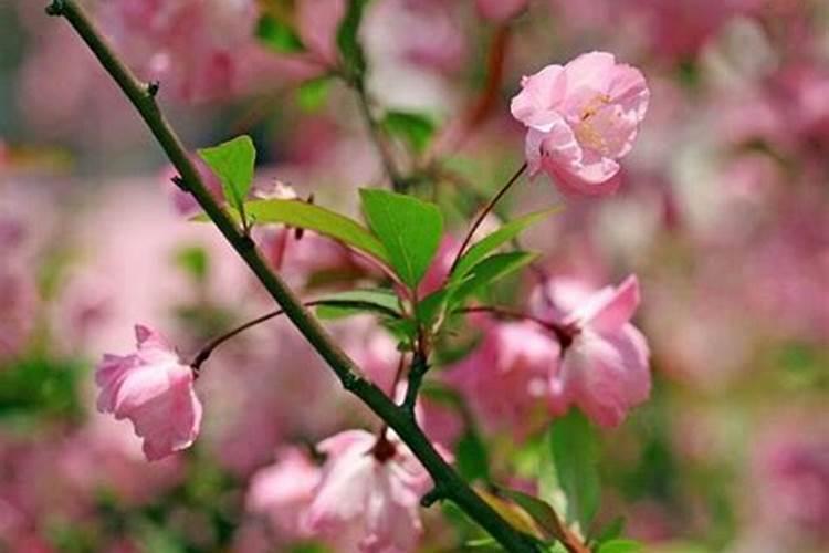 海棠花怎么施肥,海棠花施复合肥最好