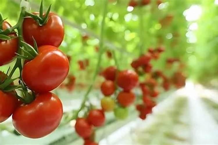 哪种属于水溶性磷肥 磷肥的利用率一般是多少