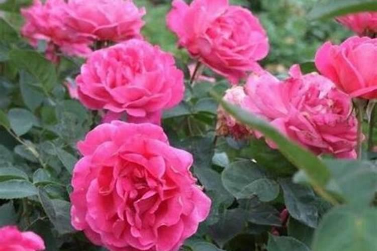 花生苗怎么追肥