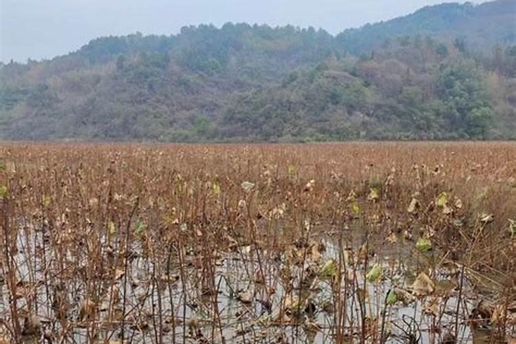 兰花根部发黑是什么原因