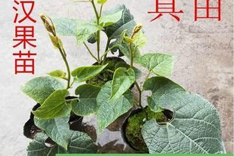 罗汉果幼苗打什么叶面肥好？