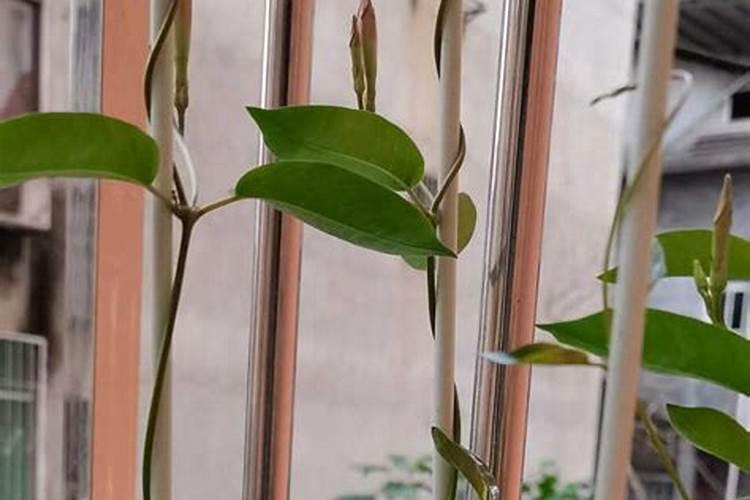 韭菜喜欢什么肥料最好