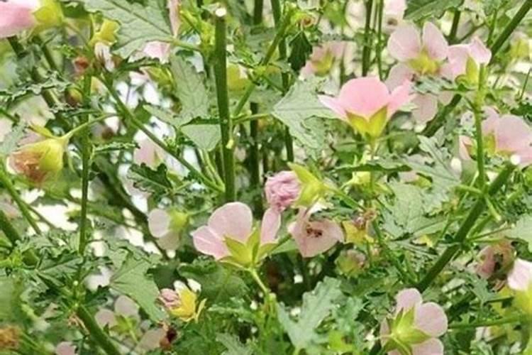 棉花叶片枯黄应使用什么肥