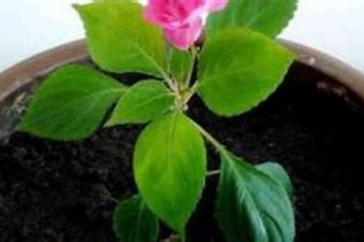 水梅花开花时用什么花肥