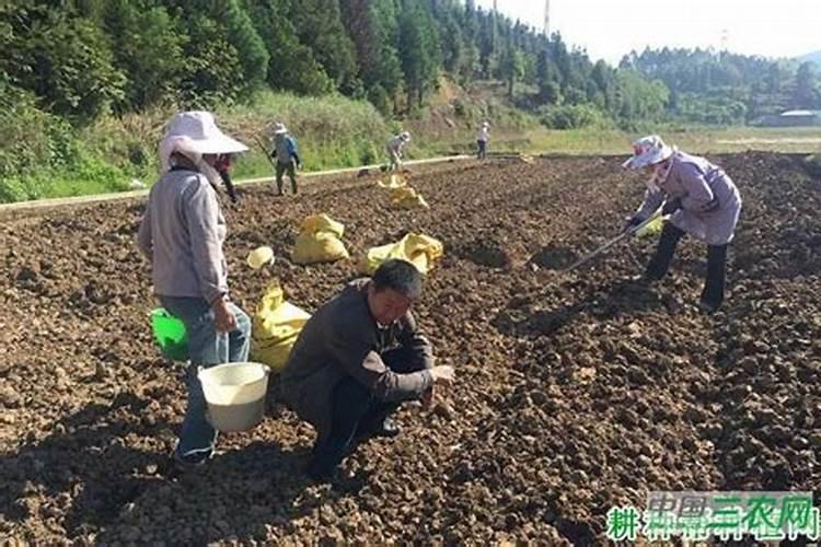 种姜用什么比例的肥料
