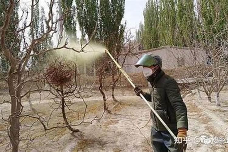 石榴的高产要怎么施肥 石榴施肥需要注意什么