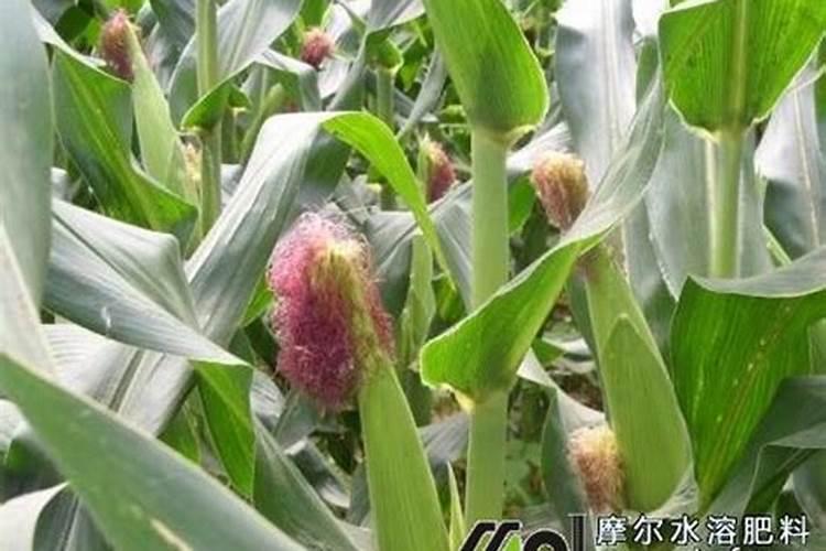 一斤水兑多少植物营养液