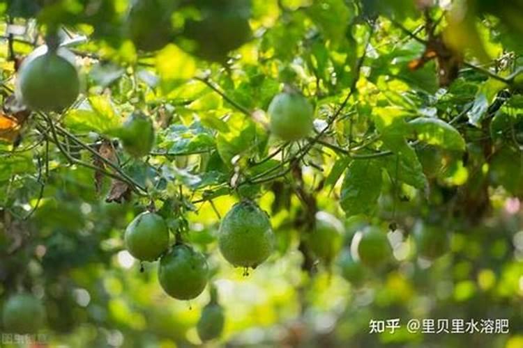 十大名牌磷酸二氢钾