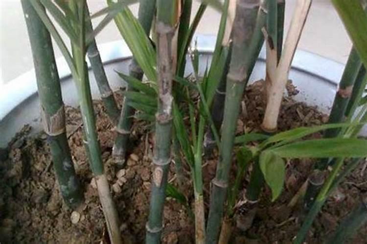 薄荷需要施肥吗 薄荷如何施肥