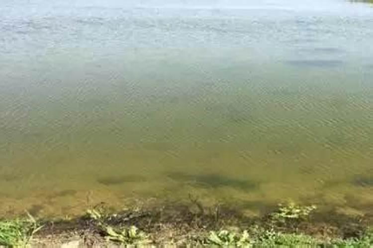 肥水用什么肥快