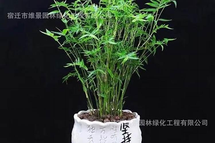 水培竹子怎么养才能更旺盛