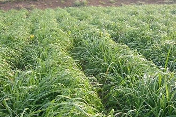 葡萄喷施叶面肥有哪些技巧？ 丙硫克百威的使用方法及注意事项