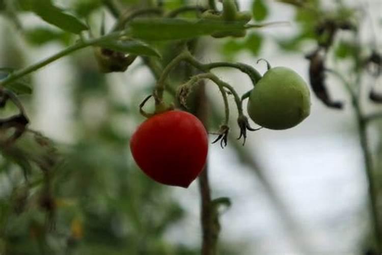 西红柿开花结果时施什么肥