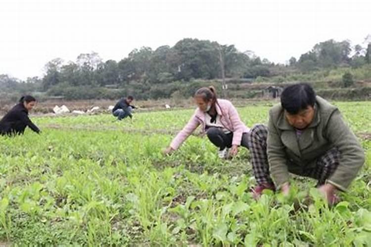 观叶类花卉或叶菜类作物应多施什么肥？