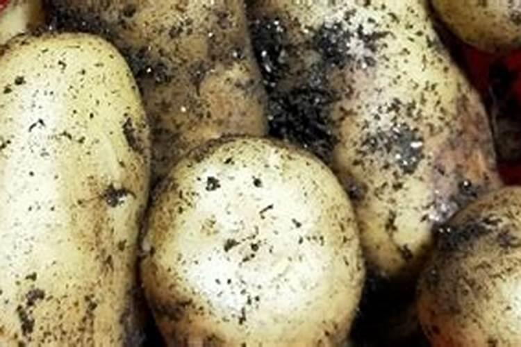 磷肥怎样使用才是正确 磷肥的使用方式