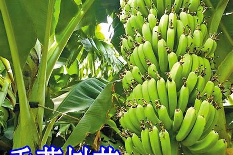 在种植香蕉树时是用种子育苗还是通过其他方法