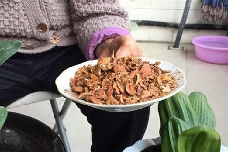 坏核桃仁可以当肥料养花吗