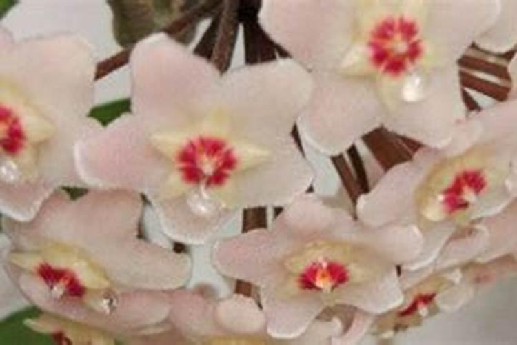 井水能直接浇花吗 适合浇什么花