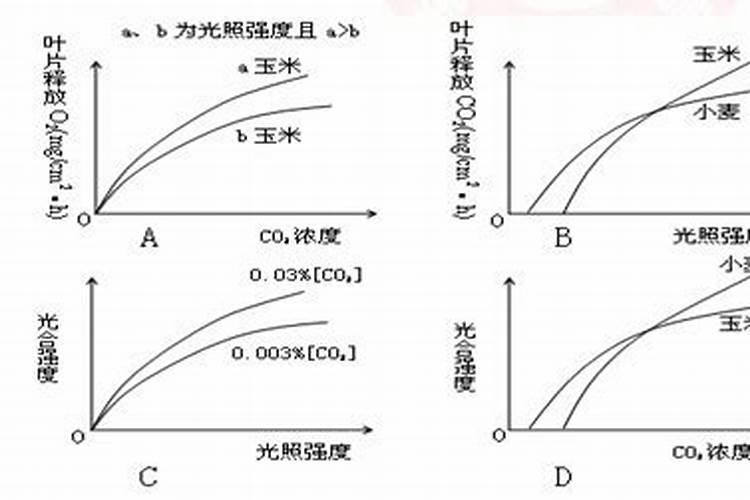 三角梅换盆后多久施肥
