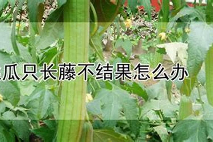 丝瓜光开花不结果叶子多什么原因(要怎样整理才会结果)