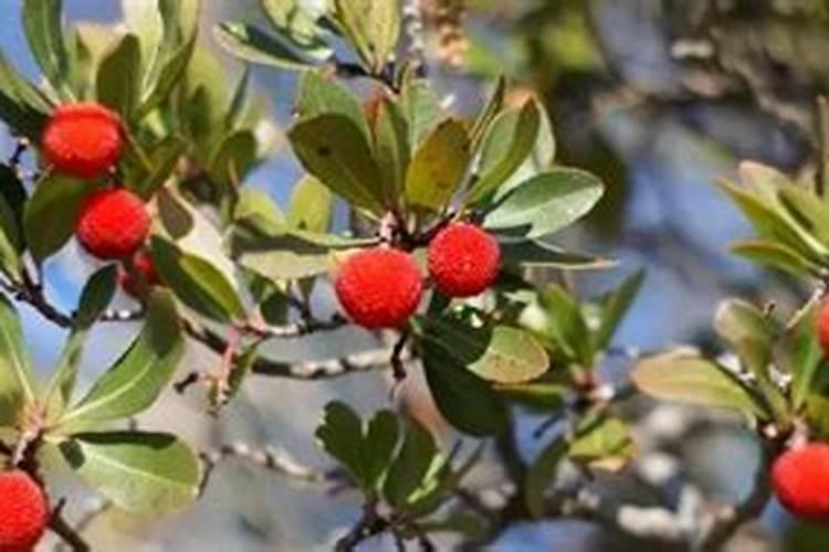 催芽多久种到土里从催芽到种植需要多长时间