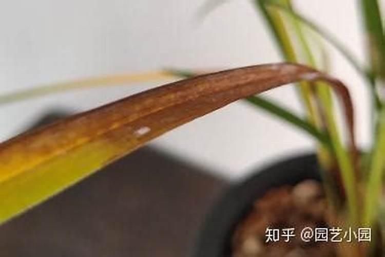 兰花施什么肥好
