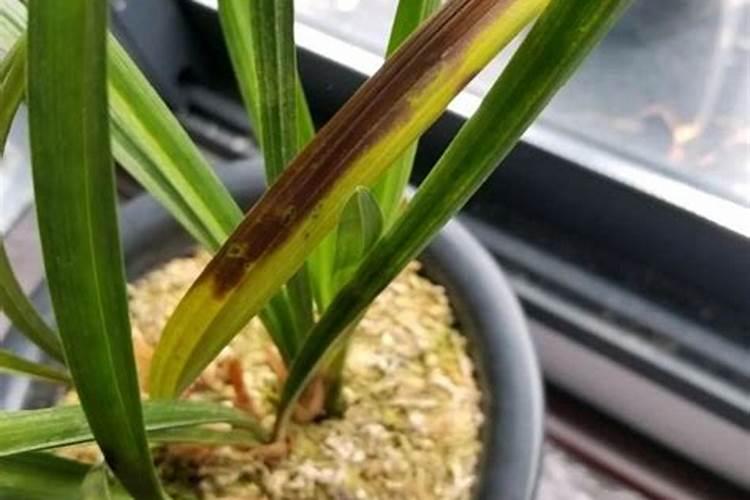 兰花叶子发黄怎么办？