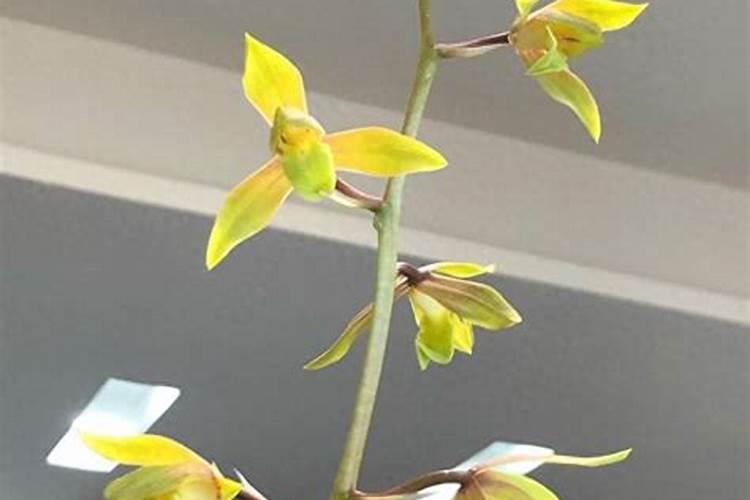 兰花叶尖经常干枯是什么原因？怎么办？