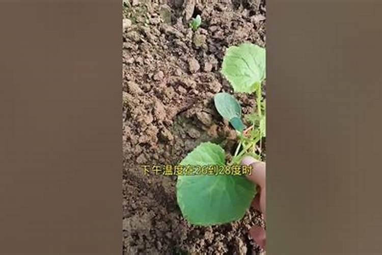 养米兰花都需要什么肥料;什么东西可以当养花的肥料