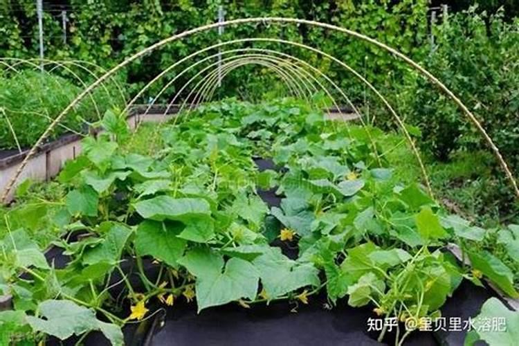 米兰花用什么施肥