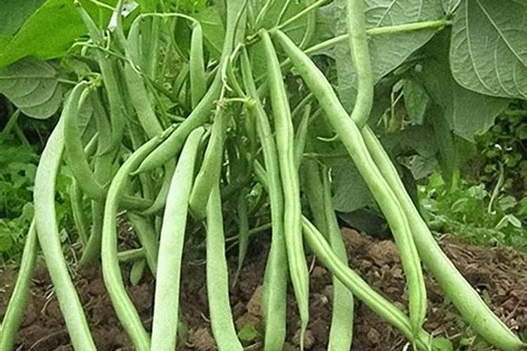 豆角开花期怎样施肥 什么时候施肥产量高
