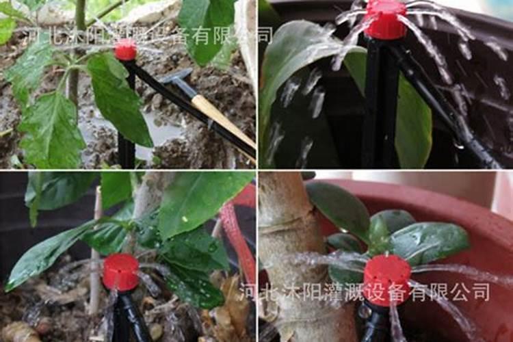 鱼蛋白液体肥使用方法