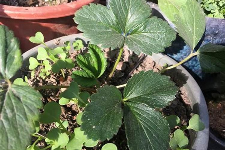 红颜草莓怎么种植能提高产量？种植技术详解