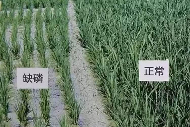 菠萝缺磷时有哪些症状？