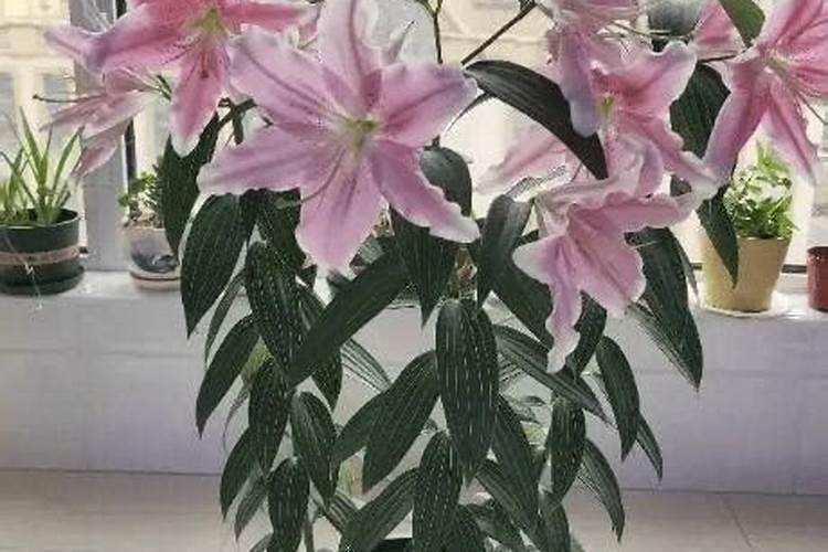 玉米含钾高吗