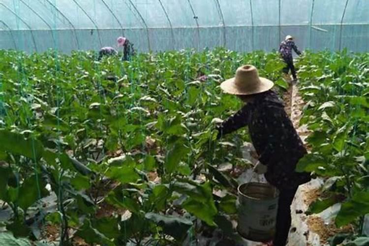茄子这种作物,怎样种植最好？