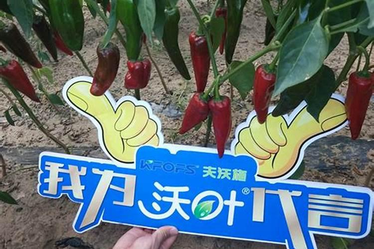 在辣椒的生育过程中,对肥料的需求上有哪些需要菜农朋友注意的？