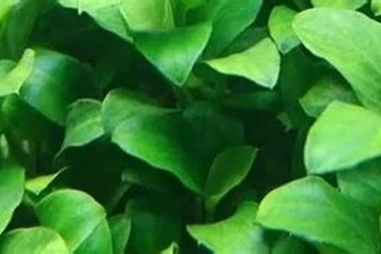 鱼缸里的水草怎样才能养得好？