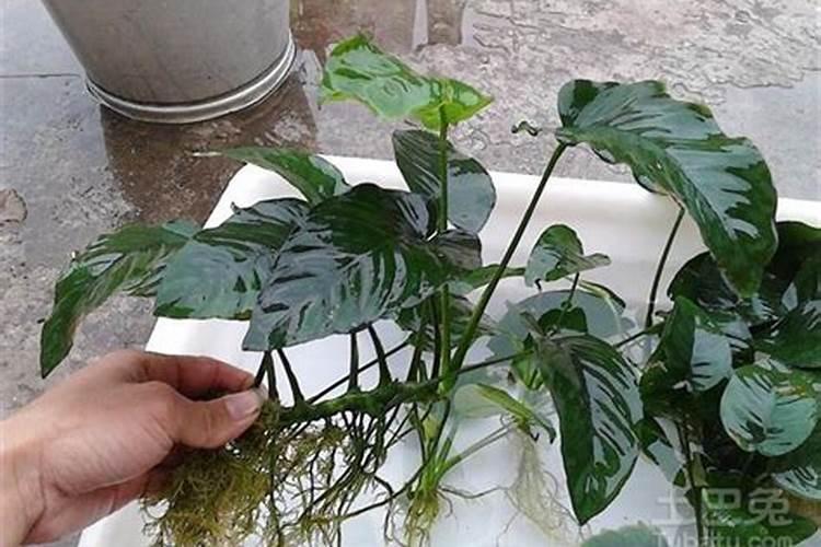 养热带鱼是裸缸好还是草缸好？